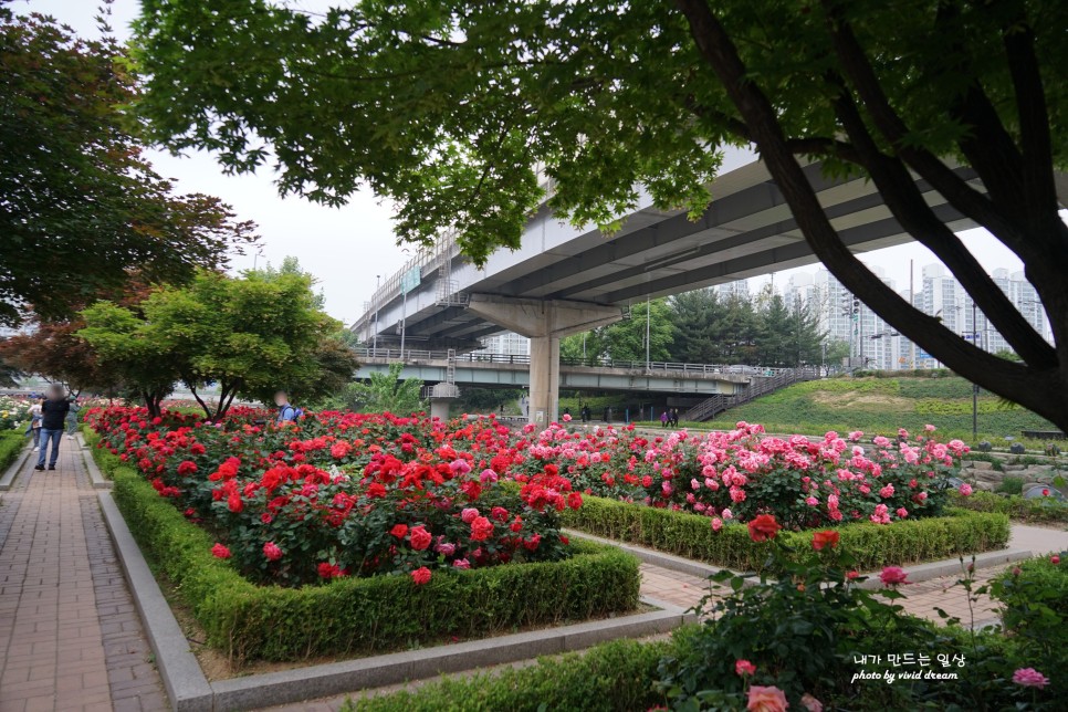 서울 중랑 장미공원 서울장미축제 마지막날 걸었던 장미터널