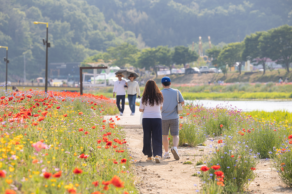장성 황룡강 생태공원 꽃축제 꽃구경 5월 전남 여행지 추천