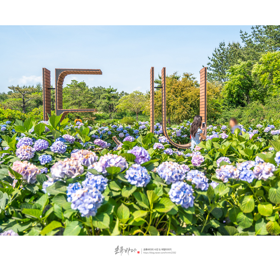 제주 수국명소 제주 휴애리 수국축제 제주 핫플이죠 !