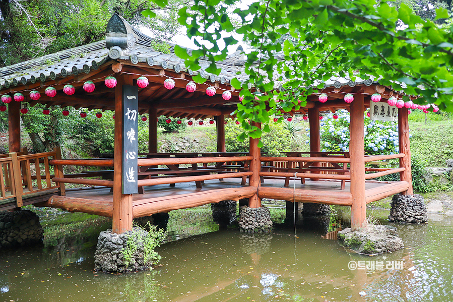 6월 제주도 여행 제주수국 가득한 남국사 절 산책