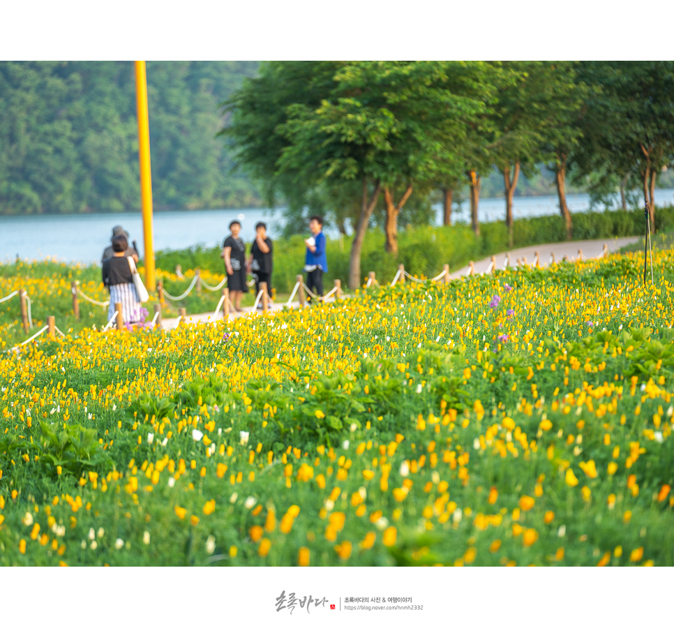 국내 우정여행 경기도 경치 좋은곳 6월 꽃축제 가평 자라섬 남도 꽃정원