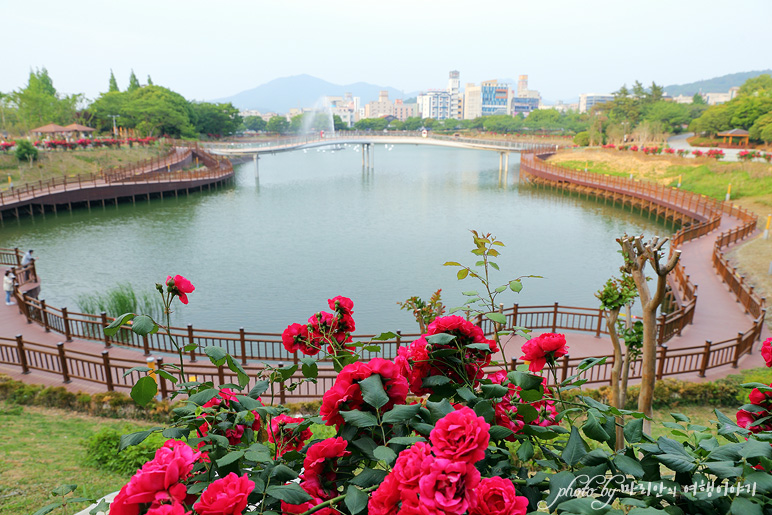 5월 꽃구경 여수 여행 성산공원vs이순신공원 여수 5월에 가볼만한곳