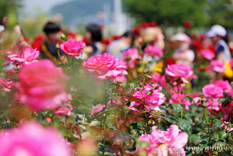 5월 꽃구경 여수 여행 성산공원vs이순신공원 여수 5월에 가볼만한곳