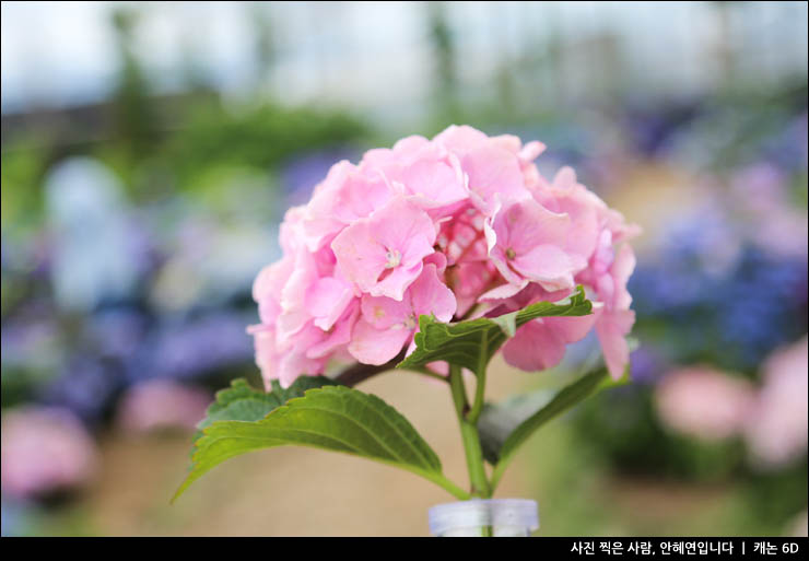 제주도 수국 개화시기 제주 수국 축제 명소 수국길