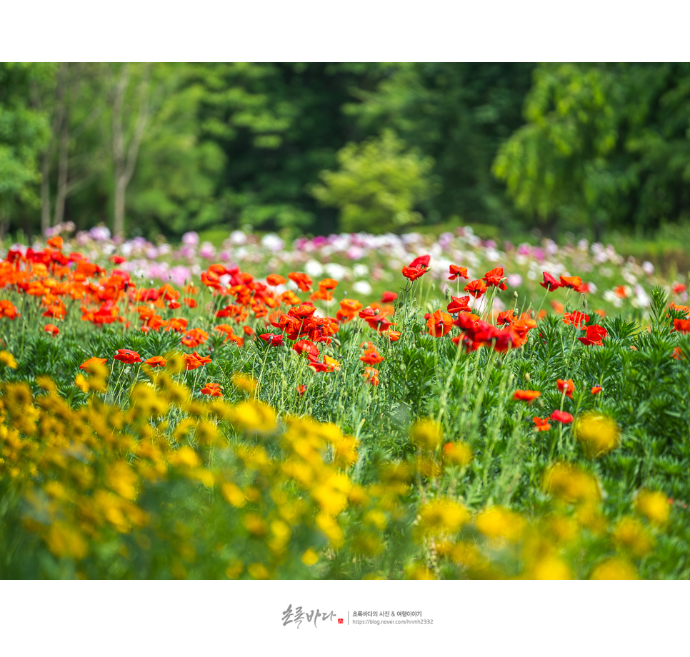 인천 피크닉 인천 드림파크 야생화단지 꽃구경