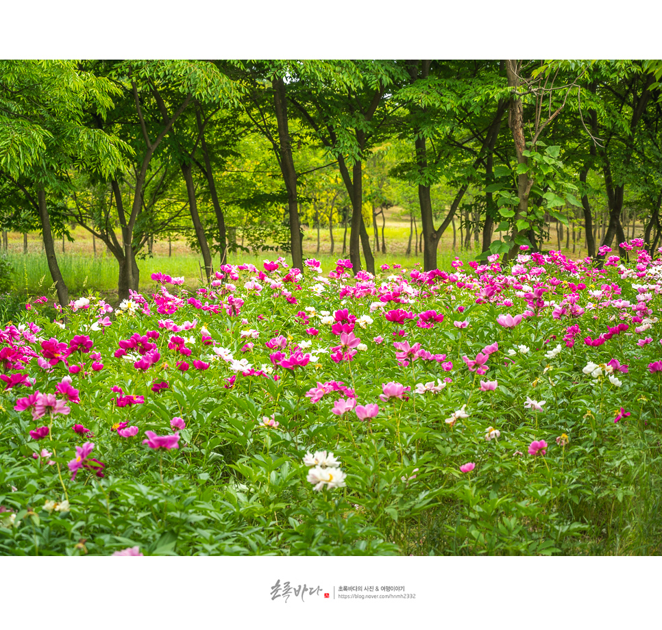 인천 피크닉 인천 드림파크 야생화단지 꽃구경