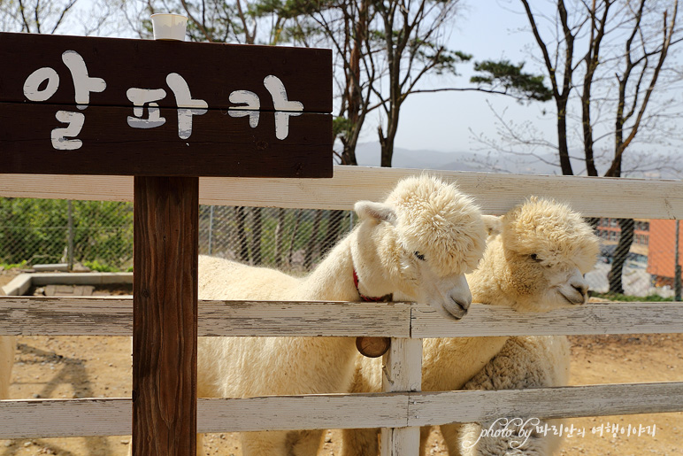 강원도 대관령 순수양떼목장 평창 여행 코스 가족여행 추천