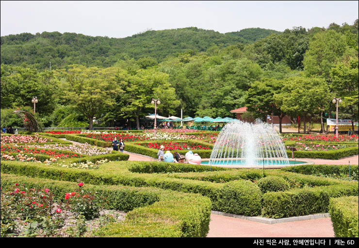 인천대공원 장미 장미원 꽃구경 인천 여행 명소 나들이