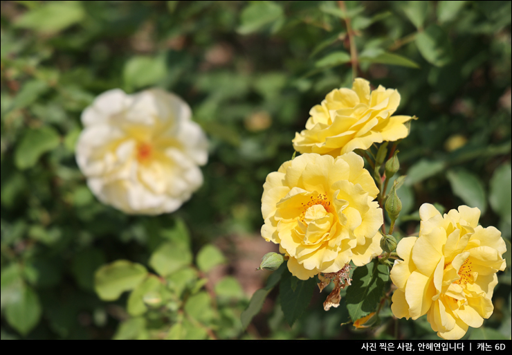 인천대공원 장미 장미원 꽃구경 인천 여행 명소 나들이