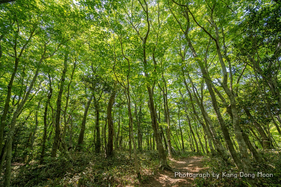 제주도 한라산 등산코스 제주 숲길 명소 서귀포 여행 코스 한라산 둘레길