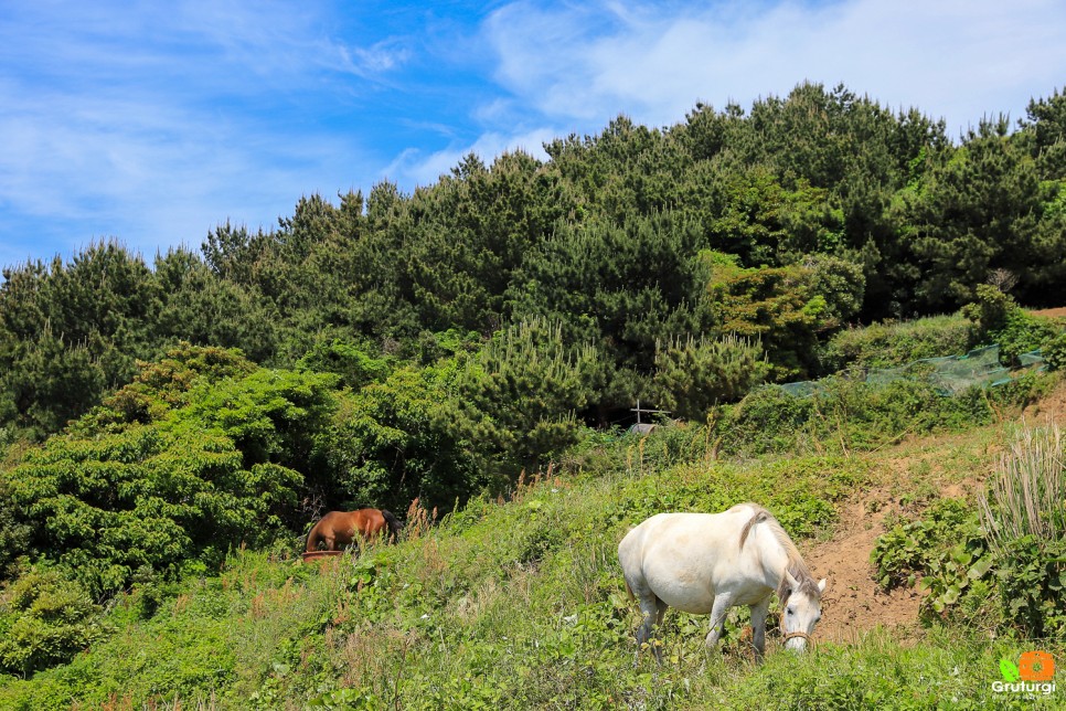 제주도 해수욕장 함덕 해수욕장 서우봉해변 함덕서우봉둘레길