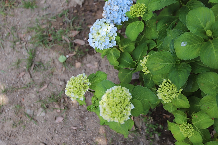 울산 수국 명소 (수국정원) 꽃구경 고래문화마을 바로 옆