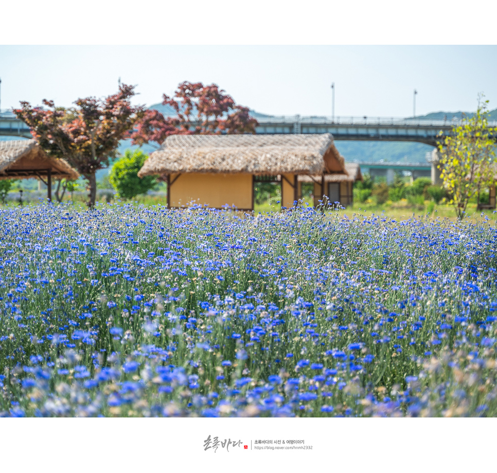 충남 가볼만한곳 공주 여행 공주 미르섬