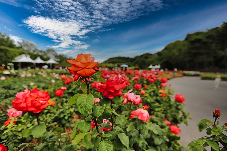 울산대공원 장미원 (울산 장미축제) 꽃구경