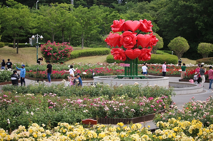울산대공원 장미원 (울산 장미축제) 꽃구경