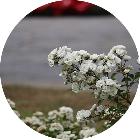 울산대공원 장미원 (울산 장미축제) 꽃구경
