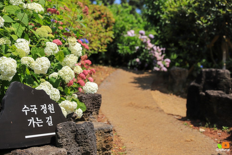 제주 수국 명소 제주 혼인지 답다니수국밭 제주 숨도 제주 수국길 수국개화시기