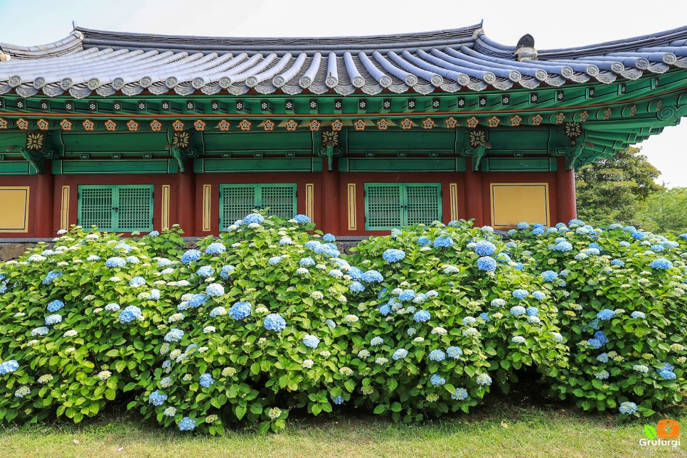 제주 수국 명소 제주 혼인지 답다니수국밭 제주 숨도 제주 수국길 수국개화시기