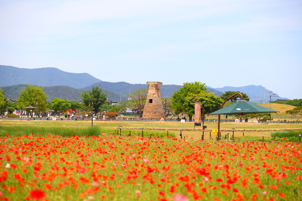 주말 갈만한곳 경주 첨성대 꽃밭 볼거리 with 주차장 정보