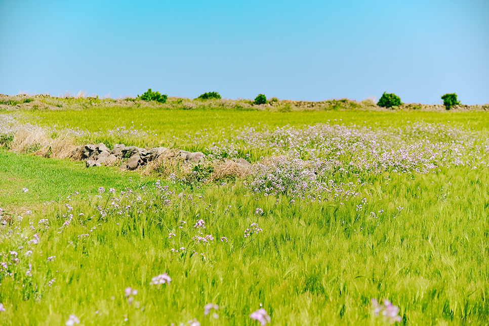 아름다운 제주 가파도의 봄 청보리밭 풍경 & 배시간