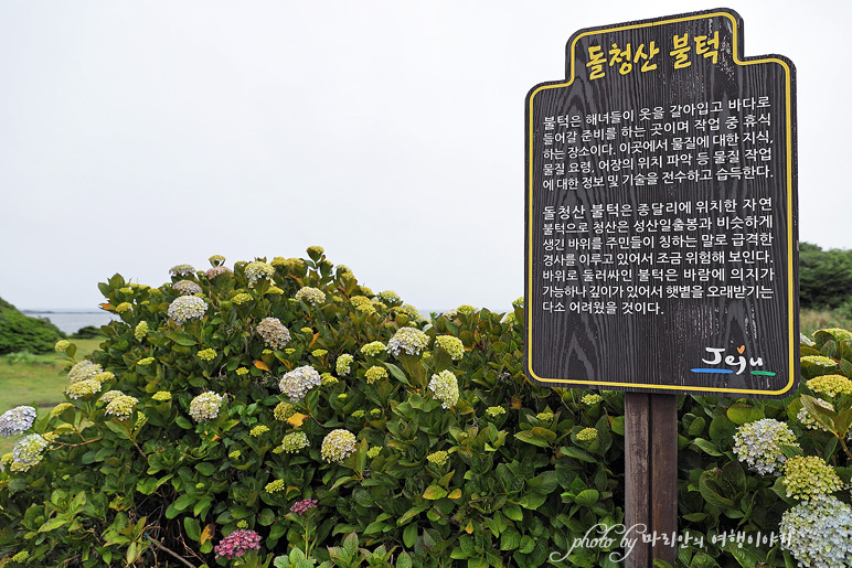 제주 종달리 수국길 해안도로 제주도 드라이브 코스 6월 꽃구경