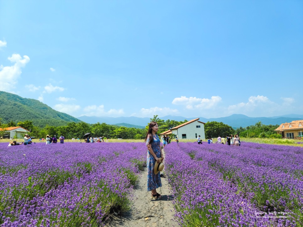 고성 라벤더 축제 하늬라벤더팜 마을 6월 국내여행지 추천