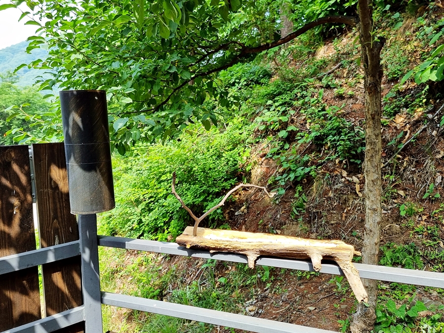 두가족 숲속 힐링 여행으로 완벽했던 양평 펜션, 주주송 독채펜션