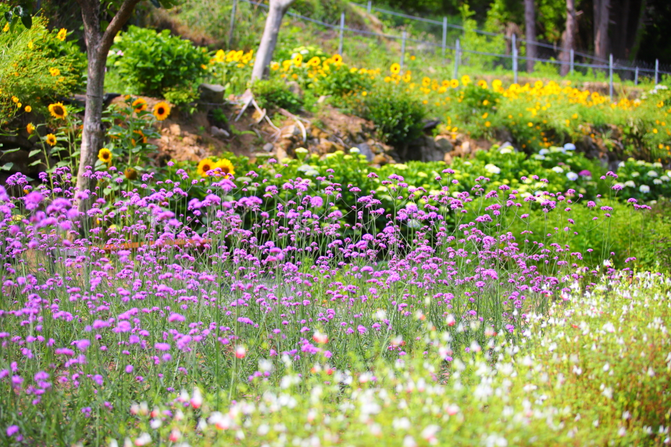거제 가볼만한곳 6월 꽃축제 지세포 라벤더 공원