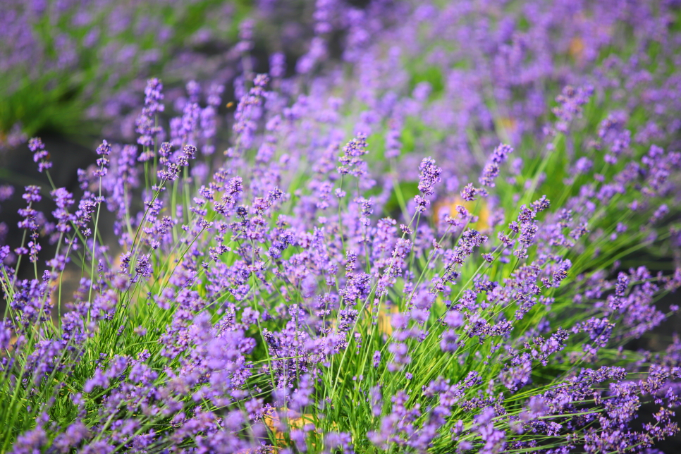 거제 가볼만한곳 6월 꽃축제 지세포 라벤더 공원