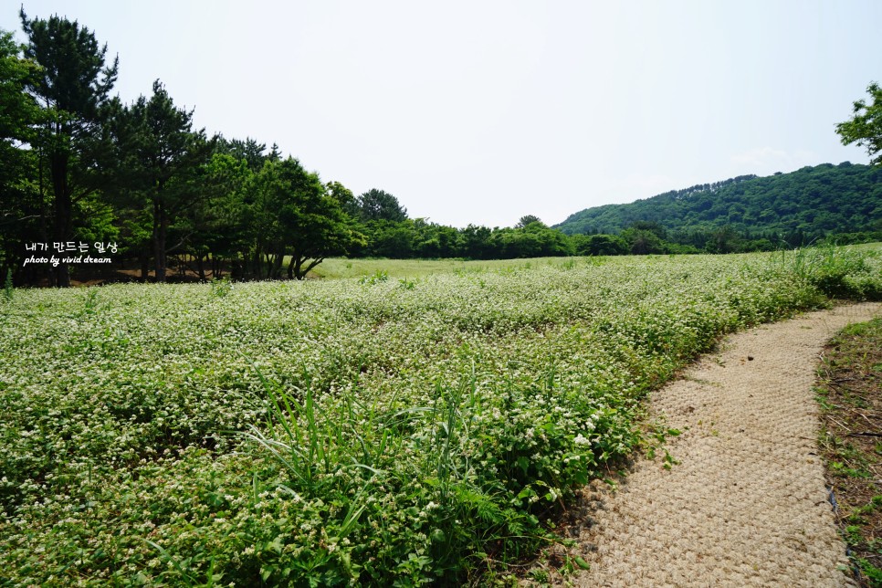 6월 제주여행 가볼만한곳 제주 메밀꽃밭 찾아서 오라동메밀밭