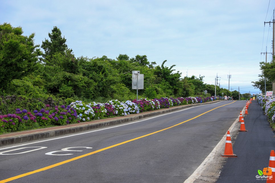 6월 제주도 여행 제주꽃 제주도 수국 제주수국길 안덕면사무소 수국