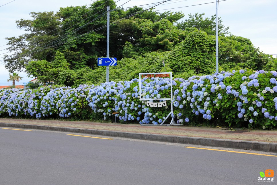 6월 제주도 여행 제주꽃 제주도 수국 제주수국길 안덕면사무소 수국