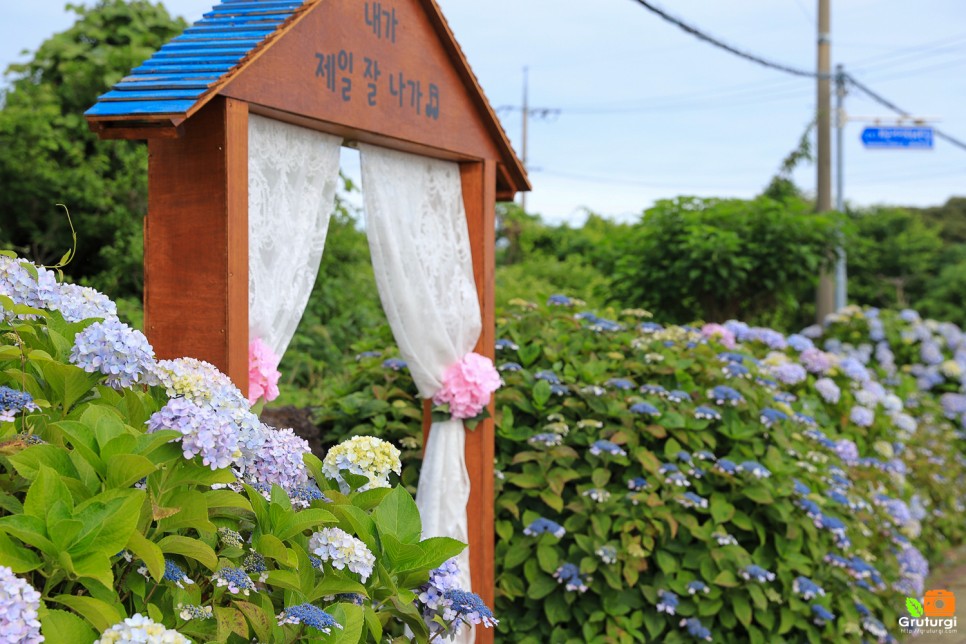 6월 제주도 여행 제주꽃 제주도 수국 제주수국길 안덕면사무소 수국