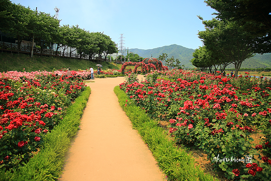 밀양 여행 장미 공원 경남 꽃구경 밀양 드라이브