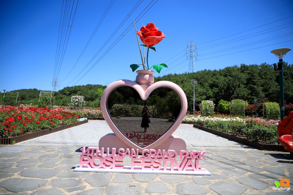 울산대공원 장미원 장미공원 장미축제 울산 볼거리