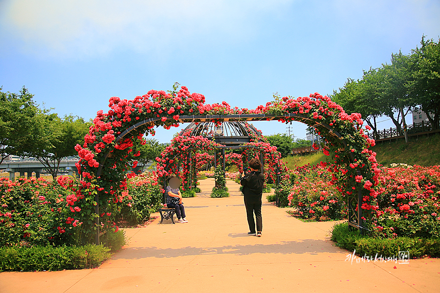 밀양 여행 장미 공원 경남 꽃구경 밀양 드라이브
