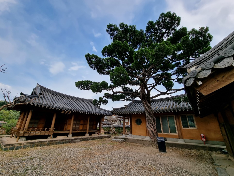 7월 제주도 여행 수국 핀 제주 관광지 먹거리까지