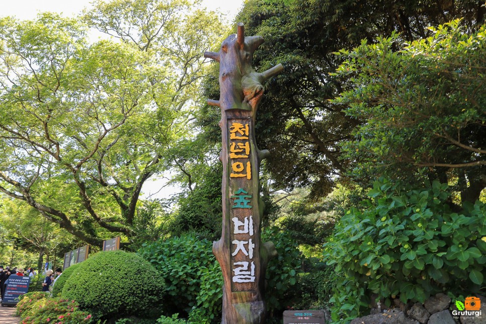 제주도 6월 여행 제주 비자림 제주숲 제주 숲길 제주도 걷기좋은길