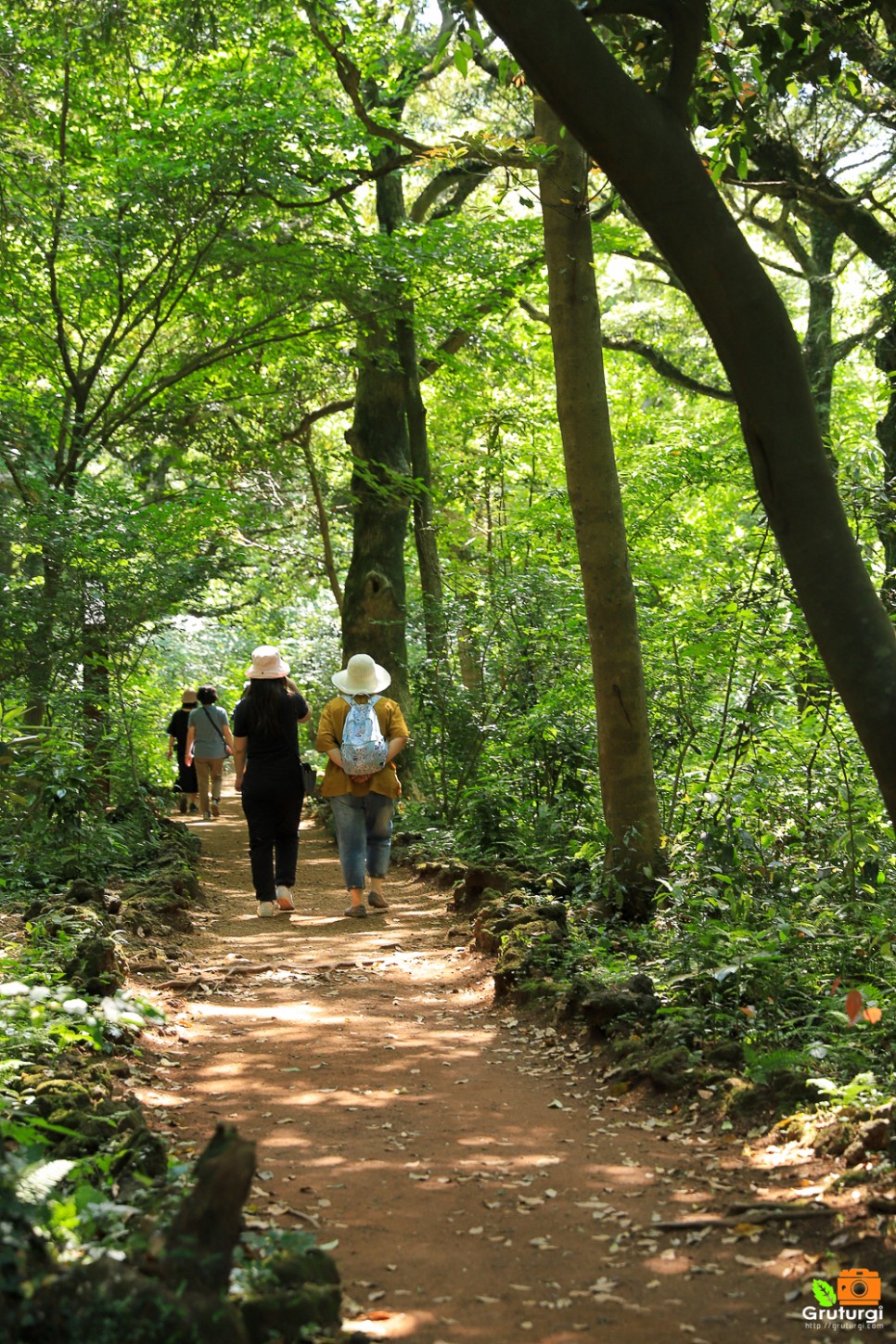 제주도 6월 여행 제주 비자림 제주숲 제주 숲길 제주도 걷기좋은길