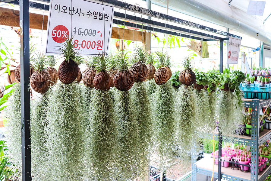 서울 근교 나들이 파주 볼거리 조인폴리아