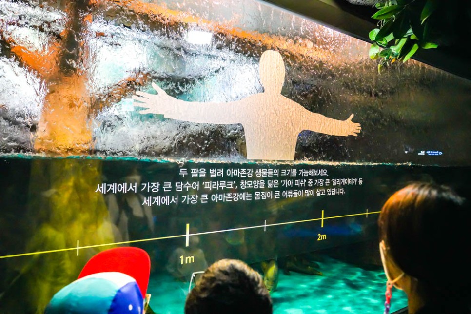 6월 제주도 여행 비오는날 제주도 갈만한곳 제주 아쿠아플라넷