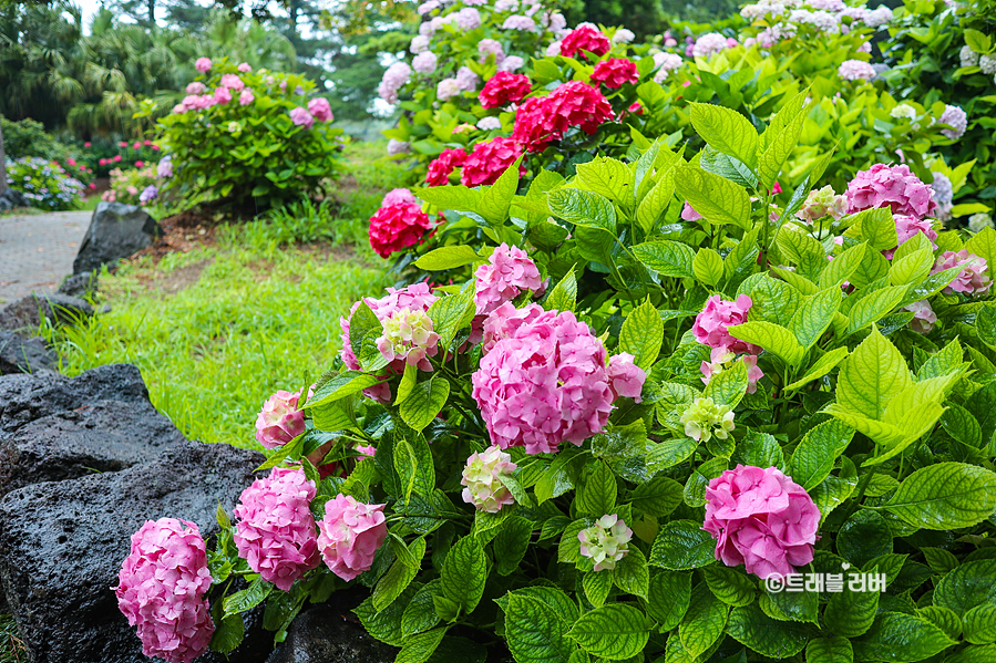 비오는날 제주도 여행 제주 한림공원 수국축제 꽃구경