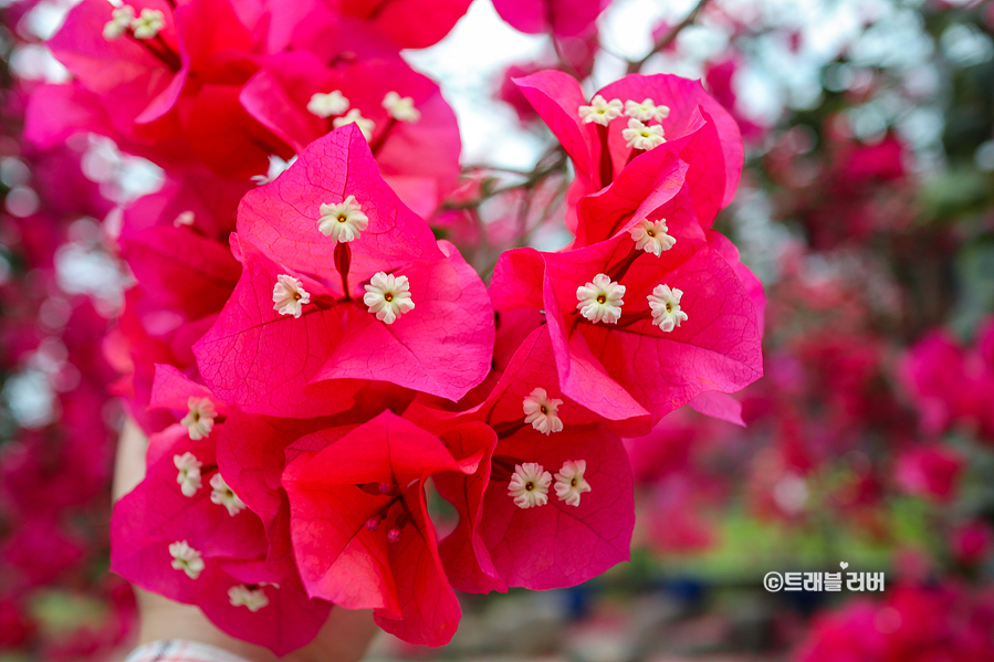 비오는날 제주도 여행 제주 한림공원 수국축제 꽃구경
