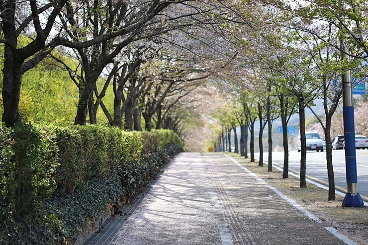 6월 네째주 주간일기 챌린지_ 문수호수공원에서 어린 오리새끼를 만나다.