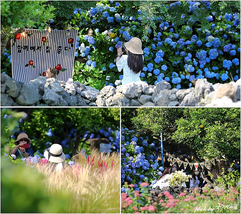 제주도 수국 축제 제주 마노르블랑 핫플 카페