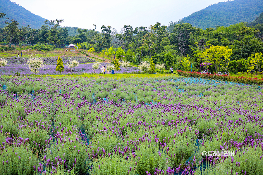 부산 기장 가볼만한곳 부산 라벤더팜 여름 꽃구경