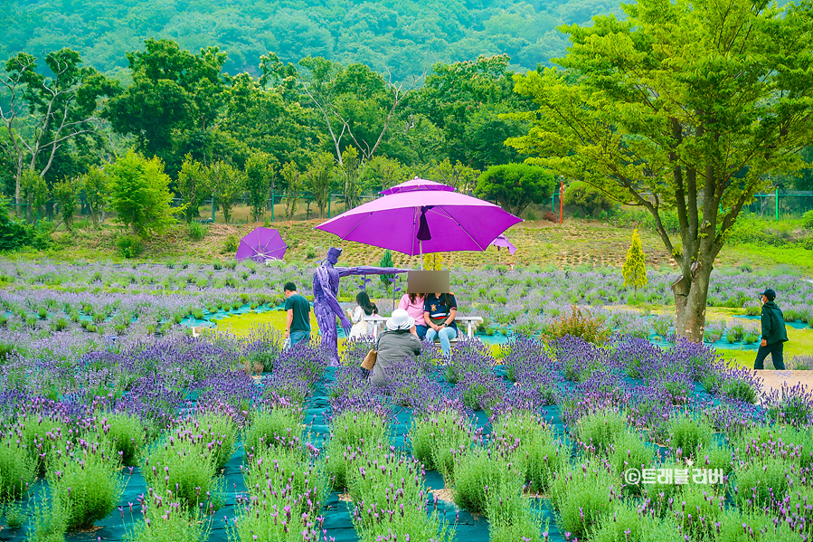 부산 기장 가볼만한곳 부산 라벤더팜 여름 꽃구경