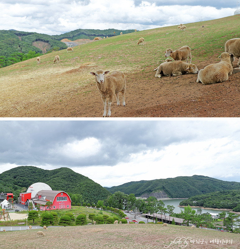 충북 가볼만한곳 증평 블랙스톤 벨포레 목장 먹방 충북 여행