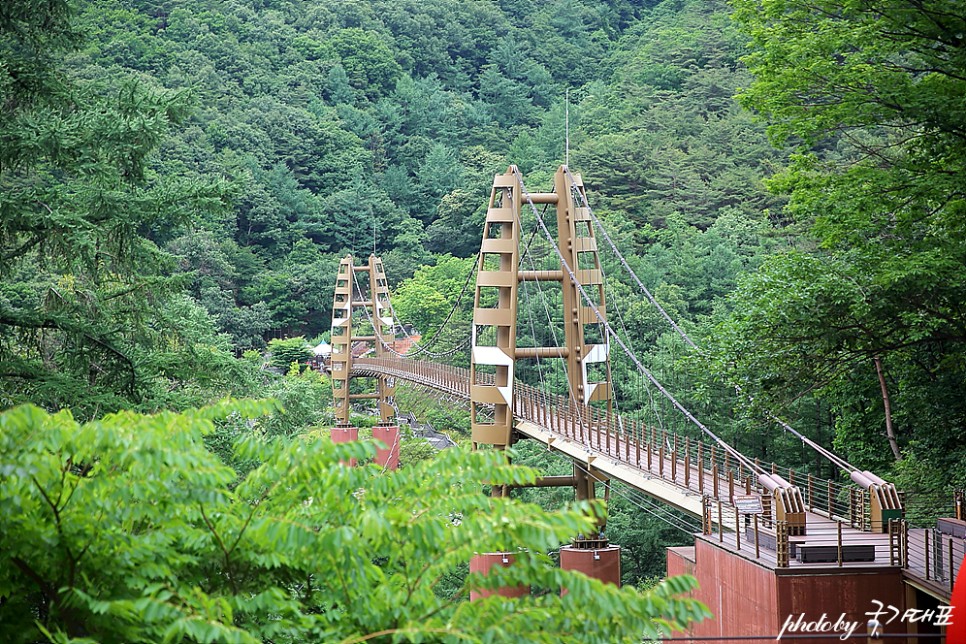 충청도 가볼만한곳 증평 벨포레목장 먹거리 국내 여행지 추천