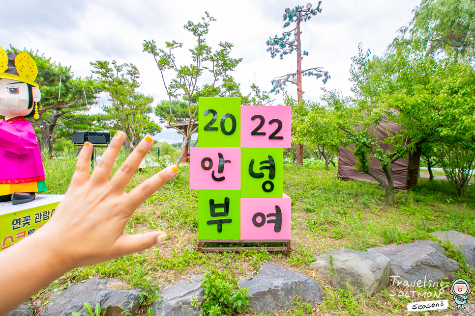 부여 핫플레이스 서동연꽃축제 열리는 부여관광지 궁남지